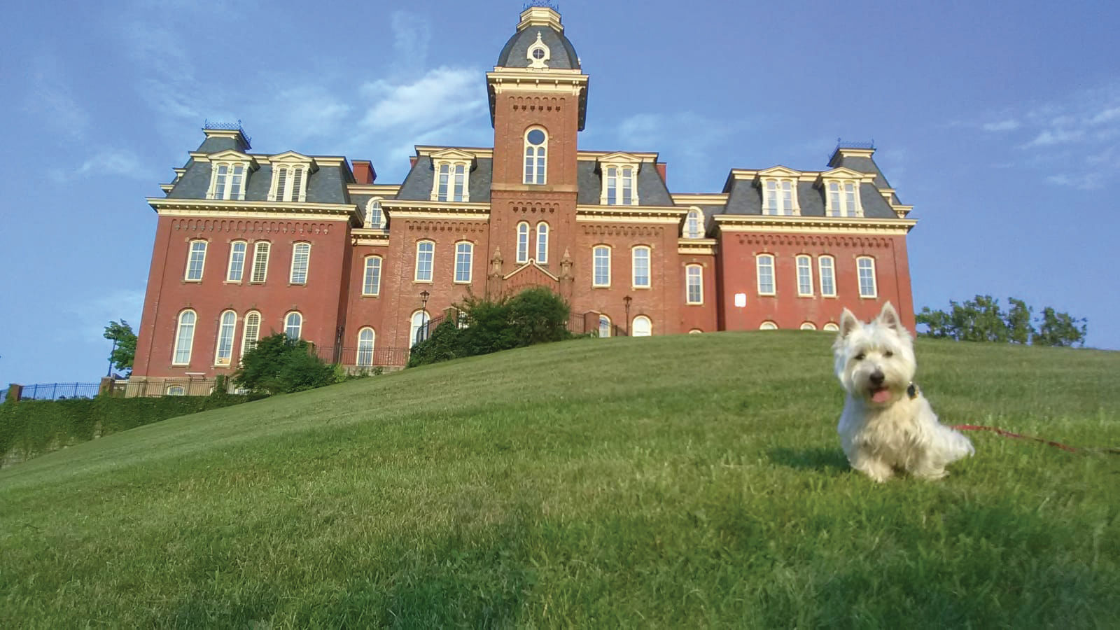 Grappa, a West Highland Terrier, poses in front of Woodburn Hall.